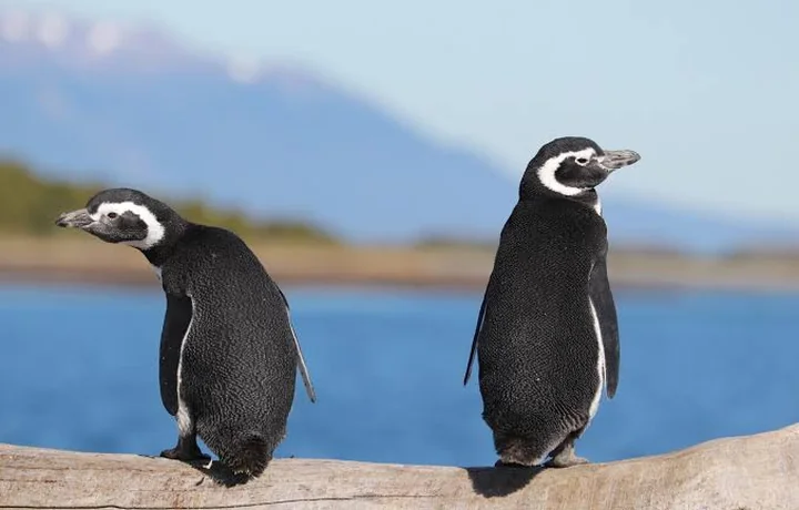 Pingüinos de Magallanes en la Patagonia