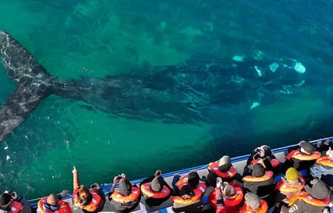 puerto-madryn-avistaje-ballenas-720×460