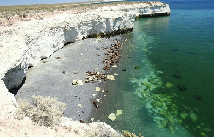 Colonia de lobos marinos en Punta Loma, Puerto Madryn